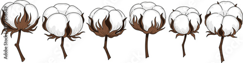 Natural Cotton Plants with Open Bolls and Brown Sepals Vector Collection