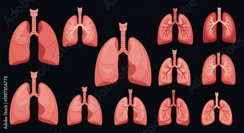 Medical illustration set featuring human lungs and respiratory system anatomy, displaying external organ surfaces and internal bronchial tree structures on a black background.