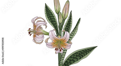 Illustration of a blooming spotted lily with buds and leaves
