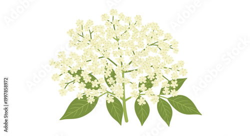 A cluster of white elderflower blossoms and green leaves on a white background.