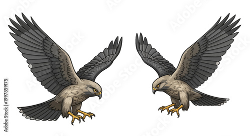 Two detailed vector illustrations of hawks in flight with wings spread and sharp talons extended, isolated on a white background, featuring brown and gray feather patterns.