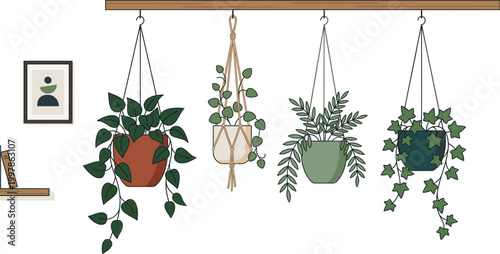 Hanging plants with pots and leaves are displayed indoors on a shelf.