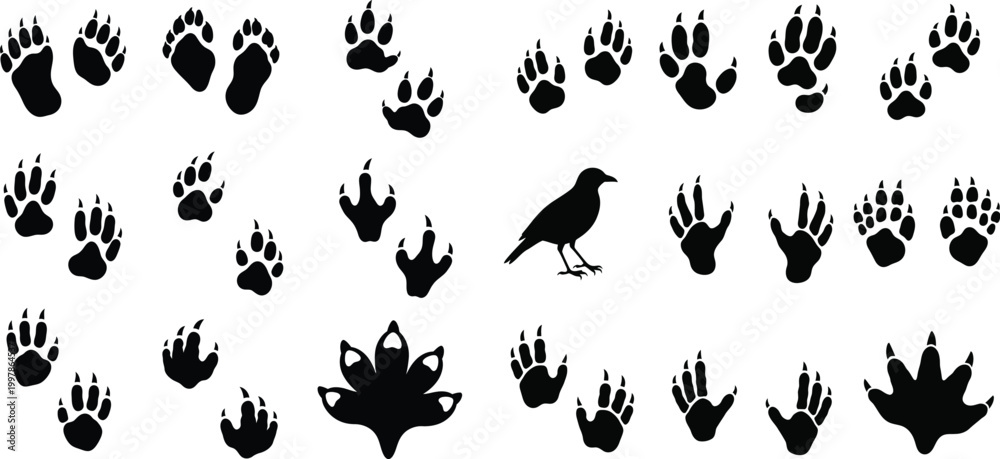 Fototapeta premium Animal tracks and a bird silhouette a wildlife scene