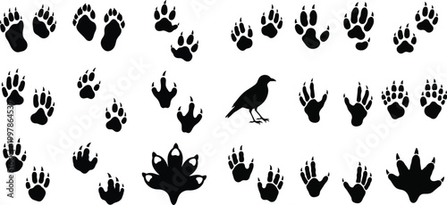 Animal tracks and a bird silhouette a wildlife scene