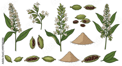 Cardamom spice botanical set featuring green pods, aromatic seeds, flowering plant stems, and ground powder heaps.