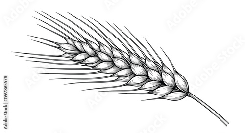 Detailed hand drawn sketch of a single ripe ear of wheat grain showing individual kernels and long awns on a white background.