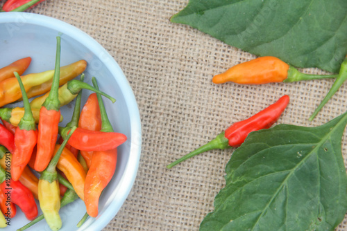 Quadro em tela Bird's Eye Chili peppers (Capsicum frutescens) appearing to spill out from a light blue ceramic bowl