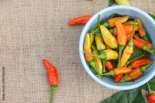 Obraz na płótnie Bird's Eye Chili peppers (Capsicum frutescens) appearing to spill out from a light blue ceramic bowl