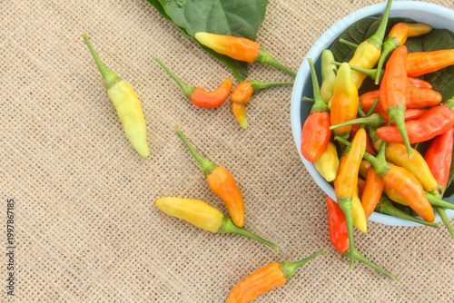Quadro su tela Bird's Eye Chili peppers (Capsicum frutescens) appearing to spill out from a light blue ceramic bowl