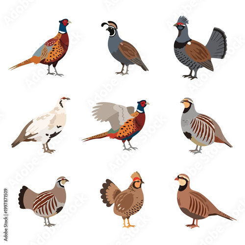 Set of nine upland game bird illustrations including ring-necked pheasant, California quail, ruffed grouse, ptarmigan, and chukar partridge, isolated on a plain white background.