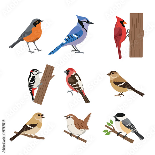 Set of flat vector illustrations featuring nine diverse North American songbirds including blue jay, northern cardinal, woodpecker, robin, and chickadee on white background.