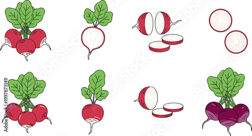 Radish vegetable set with whole and sliced pieces, fresh organic root food ingredient vector illustration collection for healthy cooking