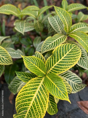 Zebra Plant Leaves Close Up with Striped Pattern and Vibrant Green Tropical Foliage Texture