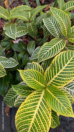 Zebra Plant Leaves Close Up with Striped Pattern and Vibrant Green Tropical Foliage Texture