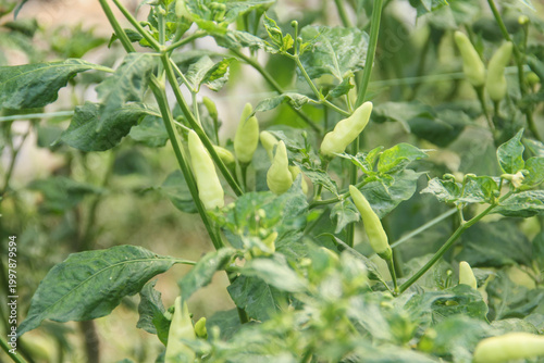 Quadro em tela Unripe green Bird's Eye Chili peppers (Capsicum frutescens) growing on a healthy bush
