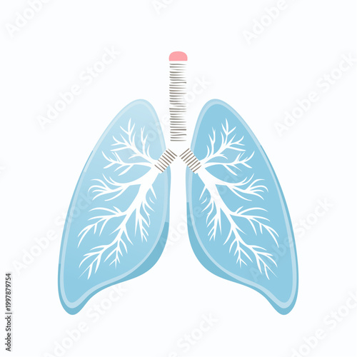Illustration of Human Lungs with Bronchial Tree