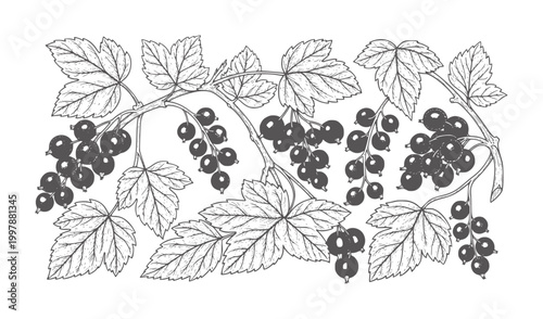 Blackcurrant branches with leaves and berries in a vintage style fruit leaf