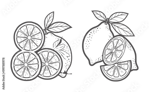 Hand drawn black and white lemons and slices with leaves citrus fruit leaf