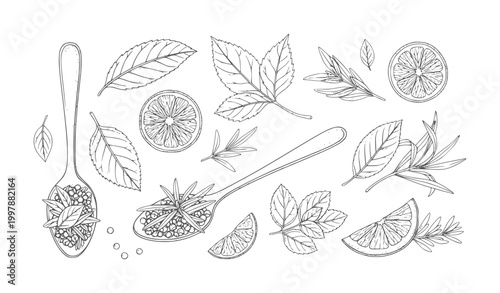 Hand drawn of herbs spices and citrus slices white lemon lime