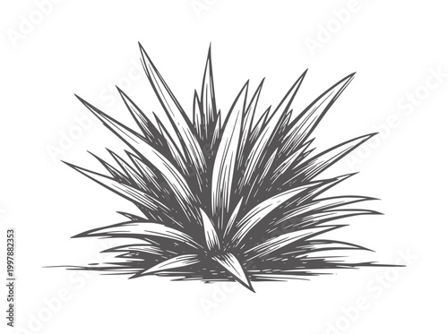 Of a spiky green agave plant with sharp leaves
