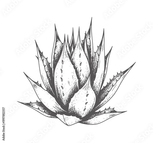 Of a succulent plant with spiky leaves botanical nature green