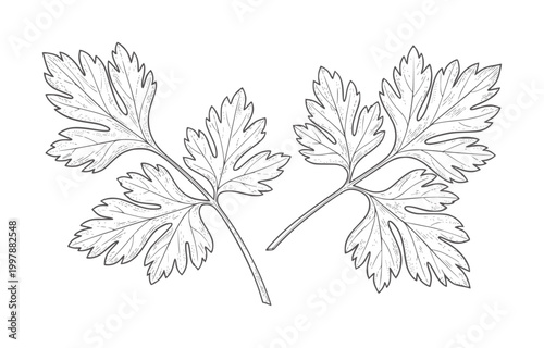 Two line of parsley leaves a white herb leaf green