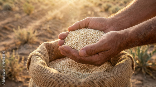 Agricultural seed quinoa grain farmer hand burlap sack harvest field agriculture concept with adult hand holding quinoa grain above burlap sack in dry field during golden hour light