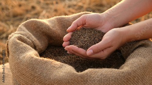 Agricultural cumin seed hand burlap sack spice harvest farm agricultural cumin seed hand over burlap sack harvest time warm light showing dry spice grain texture for farming and food ingredient
