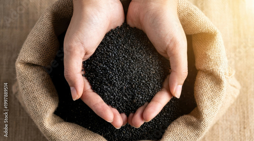 Agricultural seed black sesame hand burlap sack harvest organic rural farming natural food raw ingredient top view, cupped hands hold black sesame seed burlap sack for agricultural harvest concept