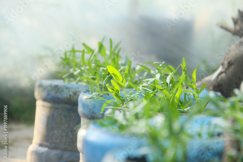 A detailed eye-level close-up photograph capturing multiple young, vibrant green water spinach (Ipomoea aquatica) seedlings, locally known as kangkung