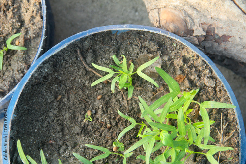 A high-angle, top-down perspective of thriving Water Spinach (Ipomoea aquatica) plants growing in twin repurposed blue containers