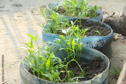 A detailed eye-level close-up photograph capturing multiple young, vibrant green water spinach (Ipomoea aquatica) seedlings, locally known as kangkung