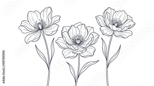 Elegant floral illustration of three open blooming flowers in detailed linework