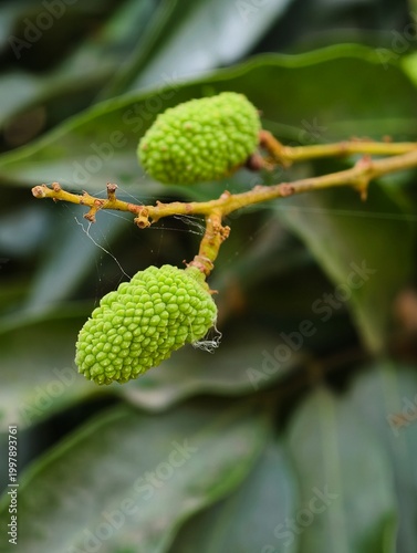 Close-up of young green immature lychee fruits (Litchi chinensis) growing on a branch in a tropical orchard