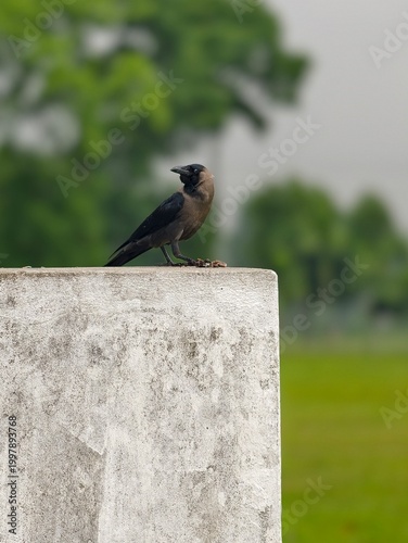House crow (Corvus splendens) perched on a textured concrete wall against a lush green bokeh background in Bangladesh