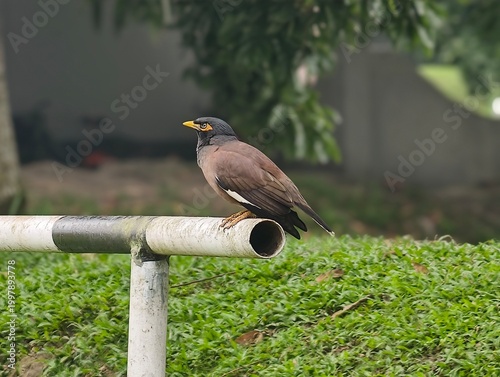 Common Myna bird (Acridotheres tristis) perched on a weathered metal pipe with soft bokeh background