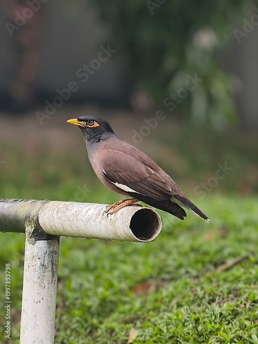 Indian Myna bird with bright yellow eye patch and beak looking sideways while perched outdoors