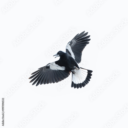 Australian Magpie also called Gymnorhina tibicen.