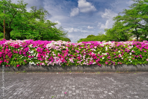 Tokyo, Japan - April 25, 2026: Live fence of Colorful azalea flowers 