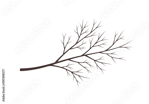 Bare Tree Branch Silhouette Against White Background.