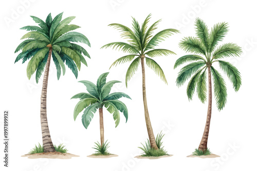 Watercolor Palm Tree Icon, Tropical Nature Clipart, Isolated on White background