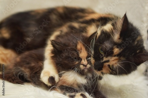 Interaction between mom and baby black calico cat that show affection and love