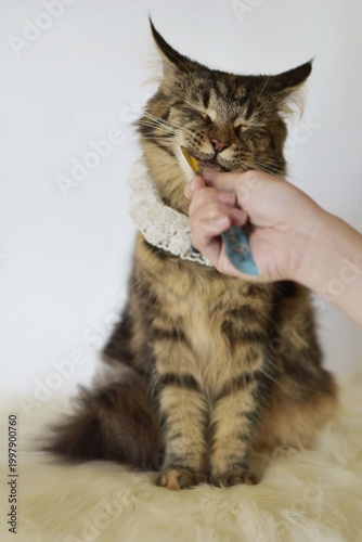 Cute mainecoon cat eating treats or snack