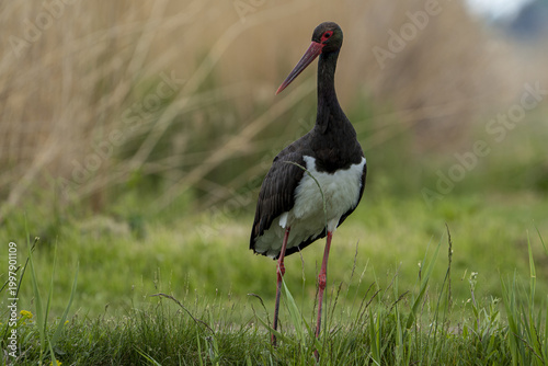Black stork