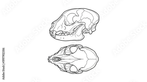 Detailed illustration of primate skulls in profile and front view
