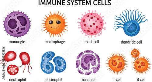 Bild auf Leinwand Colorful Immune System Cell Chart with Monocyte, Macrophage, Mast Cell, Dendriti