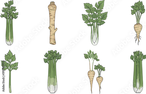 Celery and root vegetable vector set featuring fresh stalks and parsley root illustrations isolated on light background for organic food design