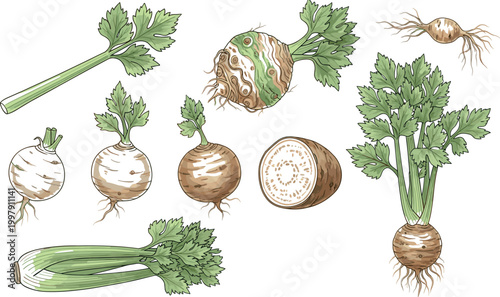 Celery root and stalk vector set featuring fresh celeriac vegetable illustrations isolated on light background for organic food and cooking design