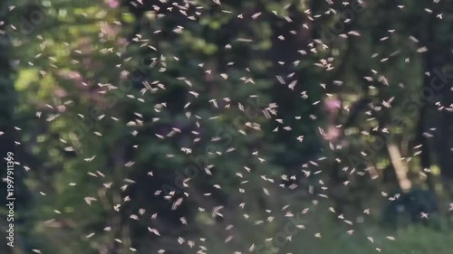 insects dancing fling flies butterflies many in sunlight