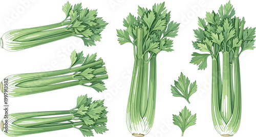 Fresh celery stalk vector set featuring detailed green vegetable bunches and leaves isolated on light background for organic food design